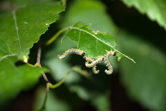 Pristiphora testacea