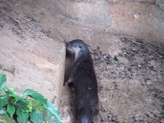 Lontra longicaudis