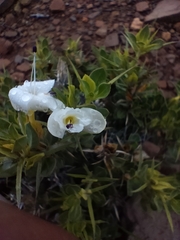 Barleria stimulans