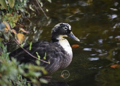 Anas platyrhynchos domesticus
