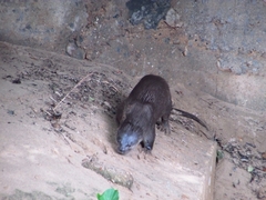 Lontra longicaudis