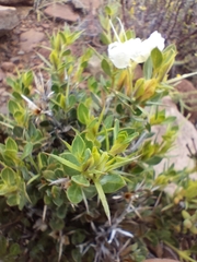 Barleria stimulans
