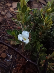 Barleria stimulans