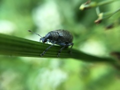 Liophloeus tessulatus