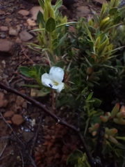 Barleria stimulans
