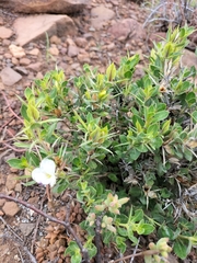Barleria stimulans
