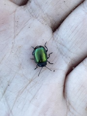 Chrysolina auripennis