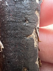 Diatrype decorticata