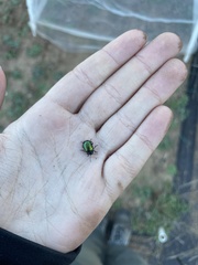 Chrysolina auripennis