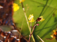 Utricularia bremii