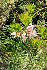 Hippeastrum breviflorum