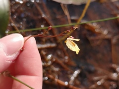 Utricularia bremii