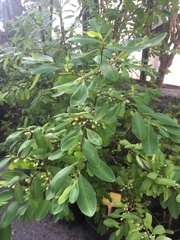 Erythroxylum coca