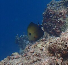 Zebrasoma scopas