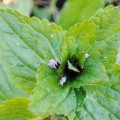 Stachys arvensis