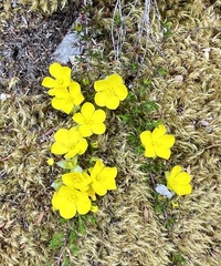 Hibbertia prostrata