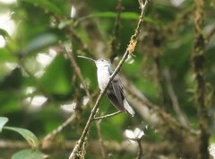 Campylopterus largipennis