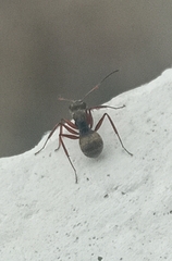 Camponotus textor