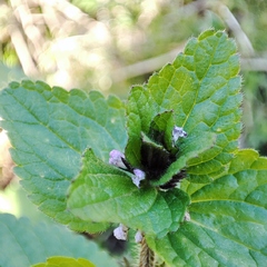 Stachys arvensis