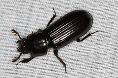 Aulacocyclus edentulus