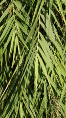 Arundo formosana