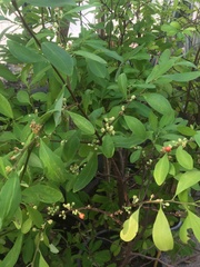 Erythroxylum coca