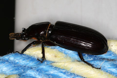 Aulacocyclus edentulus