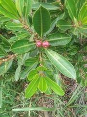 Sapium glandulosum
