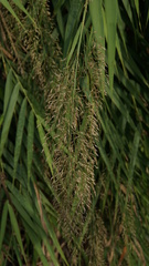 Arundo formosana
