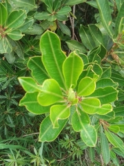 Sapium glandulosum