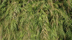 Arundo formosana