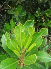 Sapium glandulosum