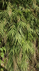 Arundo formosana