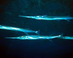 Driller's Long-Tom photo 3