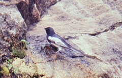 Melaniparus albiventris
