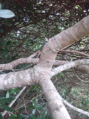 Sapium glandulosum