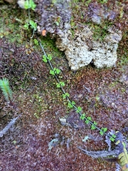 Nertera granadensis