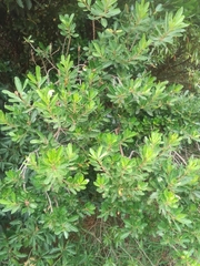 Sapium glandulosum