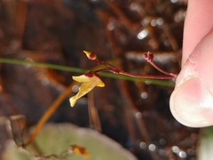 Utricularia bremii