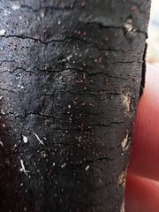 Diatrype decorticata