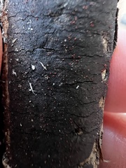 Diatrype decorticata