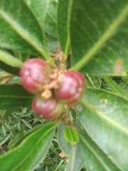 Sapium glandulosum