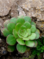 Aeonium urbicum