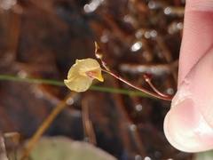 Utricularia bremii