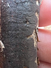 Diatrype decorticata