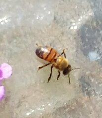 Apis mellifera