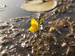 Utricularia australis