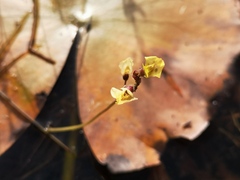 Utricularia bremii