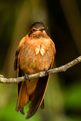 Aglaeactis cupripennis