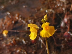 Utricularia australis